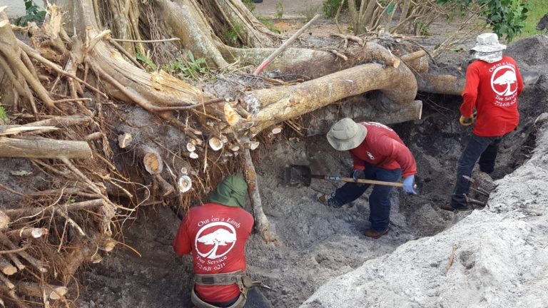 Out on a Limb Tree Service - Out on a Limb Tree Service