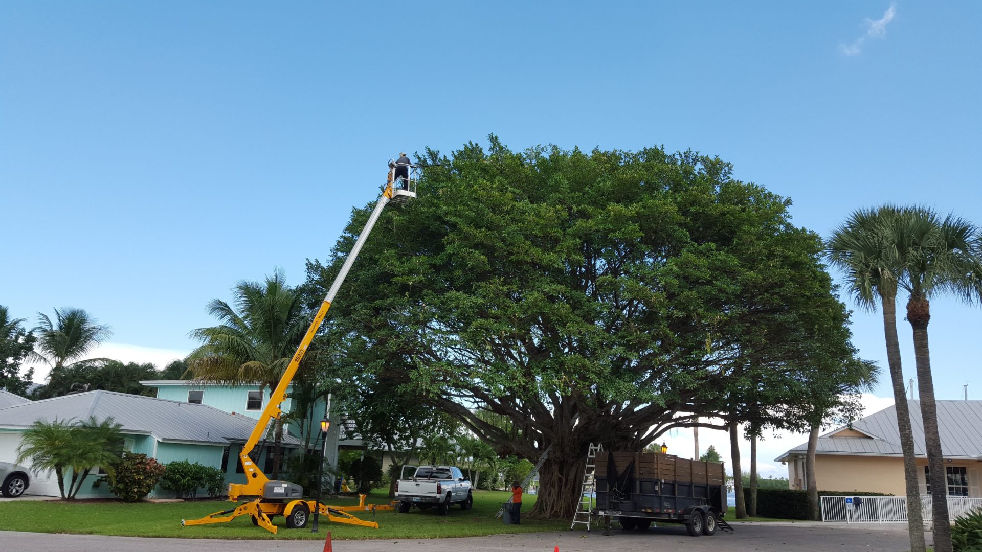 Tree Crown Reduction | Out on a Limb Tree Services