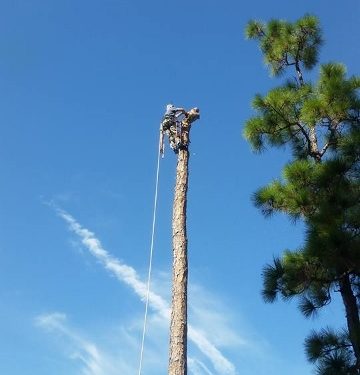 Out on a Limb Tree Service