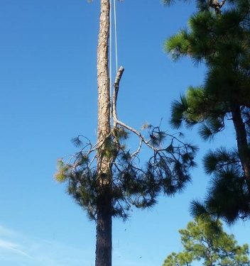 Tree Removal in Stuart FL