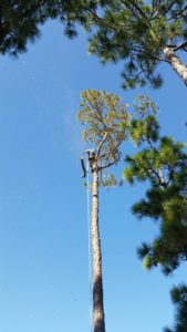 Out on a Limb Tree Service