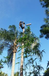 Tree Removal in Stuart FL