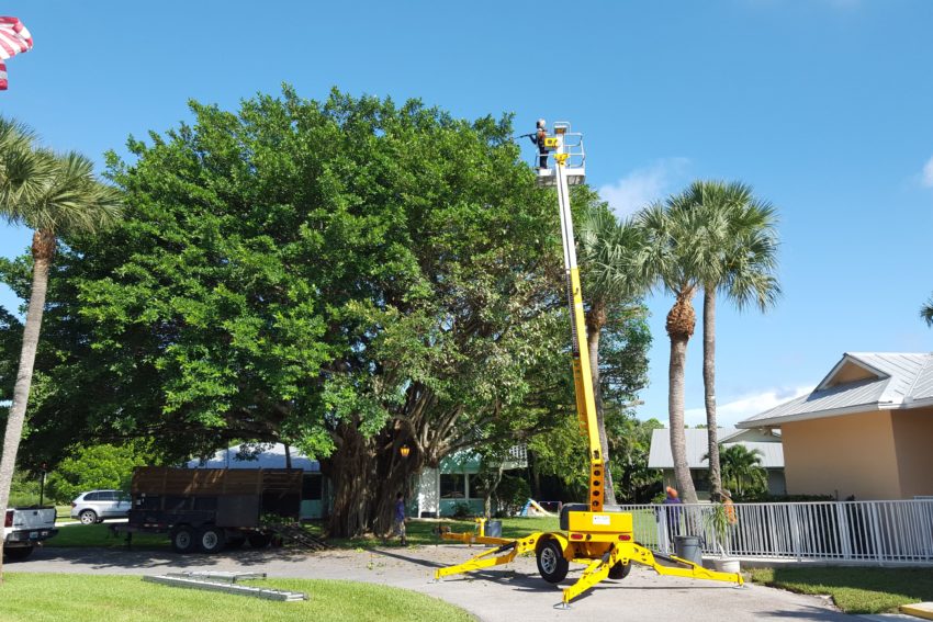 Tree Removal in Stuart | Out on a Limb Tree Services